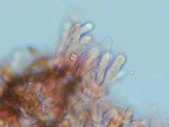 Peniophorella guttulifera