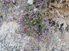 Erica carnea