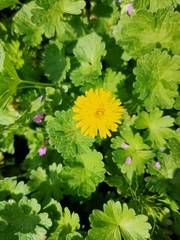 Taraxacum