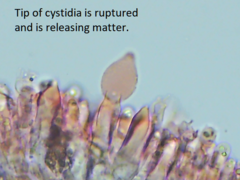 Peniophorella guttulifera