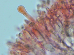 Peniophorella guttulifera