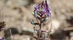Astragalus layneae