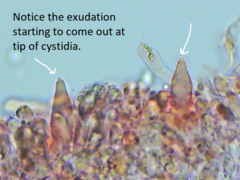 Peniophorella guttulifera
