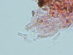 Peniophorella guttulifera