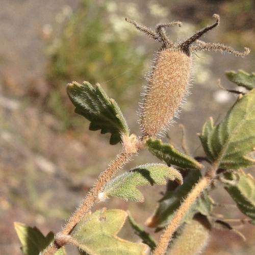 Streambank Stickleaf