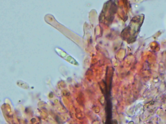 Peniophorella guttulifera