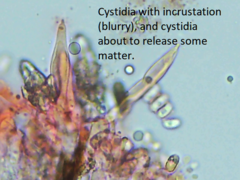 Peniophorella guttulifera