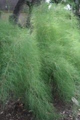 Muhlenbergia dumosa