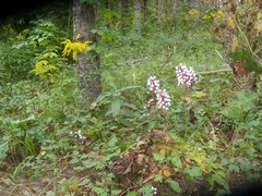Actaea pachypoda
