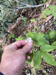 Anemonoides lancifolia