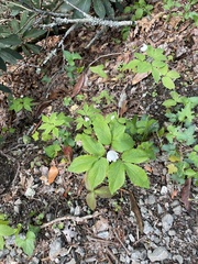 Anemonoides lancifolia