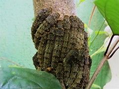 Heraclides anchisiades