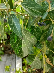 Hedera helix