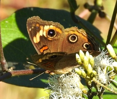 Junonia pacoma