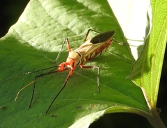 Zelus grassans