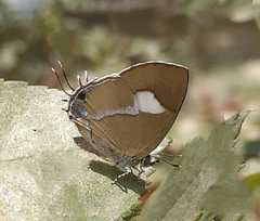 Horaga onyx