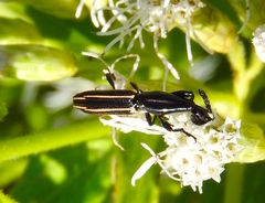 Brentus anchorago