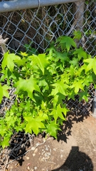 Liquidambar styraciflua