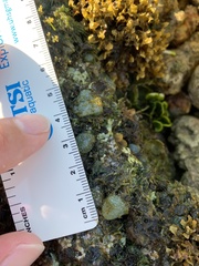 Dictyosphaeria versluysii
