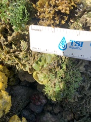 Dictyosphaeria cavernosa