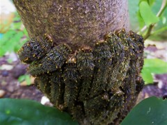 Heraclides anchisiades