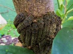 Heraclides anchisiades