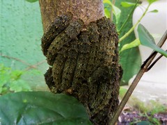 Heraclides anchisiades