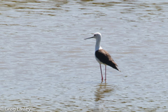 Himantopus himantopus