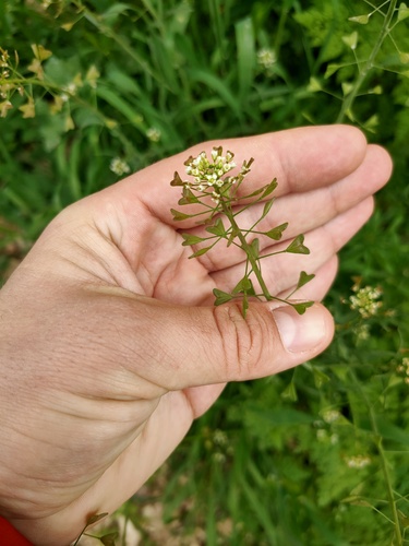 Une autre photo de Shepherd's purse