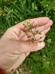 Capsella bursa-pastoris