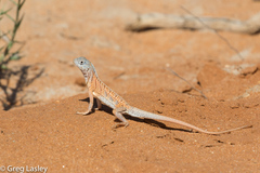 Chalarodon madagascariensis