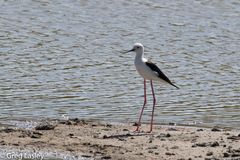 Himantopus himantopus