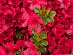 Rhododendron × hybridum