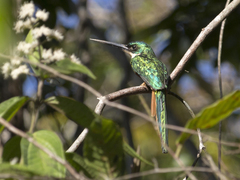 Galbula ruficauda