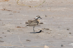 Charadrius pecuarius