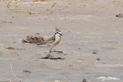 Charadrius pecuarius