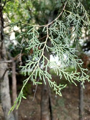 Cupressus sempervirens