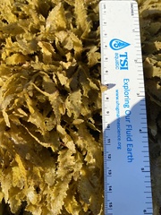Sargassum aquifolium
