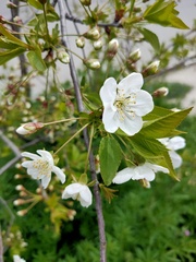 Prunus