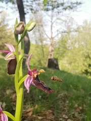 Ophrys bertolonii benacensis