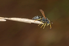 Odynerus melanocephalus