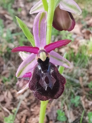 Ophrys bertolonii benacensis