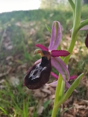 Ophrys bertolonii benacensis