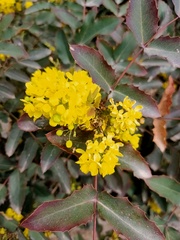 Berberis aquifolium