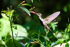Stephanoxis loddigesii