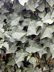 Hedera helix