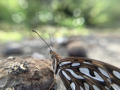 Dione vanillae galapagensis