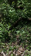 Cardinalis cardinalis