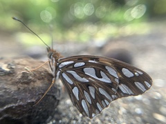 Dione vanillae galapagensis