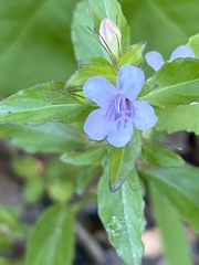 Dyschoriste oblongifolia